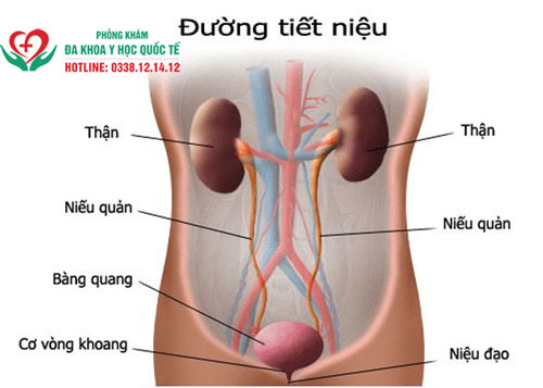 Dấu hiệu nhận biết viêm đường tiết niệu khi đang mang thai