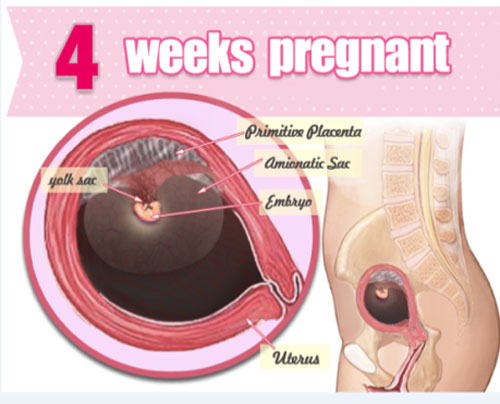 thai nhi 4 tuần tuổi đã có tim thai chưa