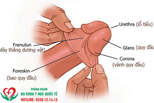 Lột bao quy đầu khi cương bị đau có sao không?