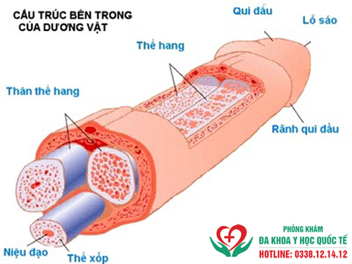 Sơ cứu khi gãy dương vật tại nhà